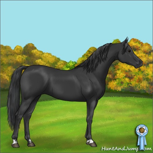 Horse Color:Black and Black