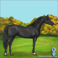 Horse Color:Black  and Black 