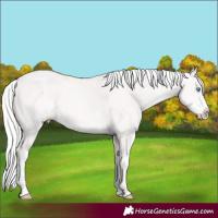 Horse Color:Cremello Sabino Rabicano
