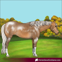 Horse Color:Silver Buckskin 