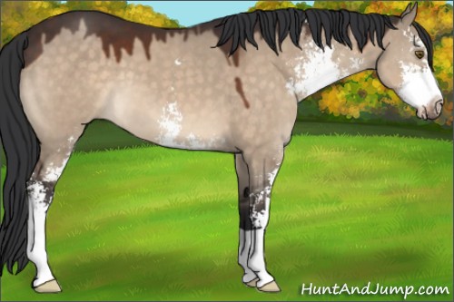 Horse Color:Brown Dun Sabino