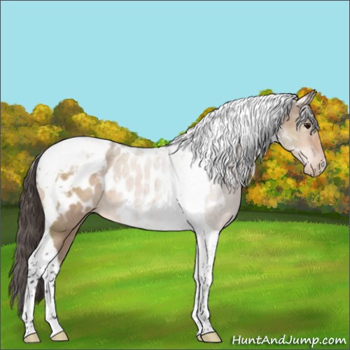 Horse Color:Bay Dun Tobiano Near Leopard 