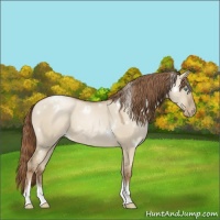 Horse Color:White Spotted Smoky Grullo Pearl Tobiano 