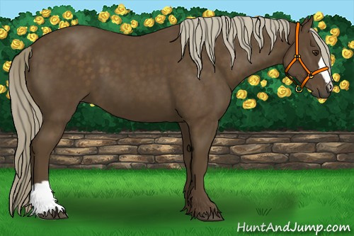 Horse Color:Chocolate Palomino