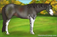 Horse Color:Liver Chestnut Sabino 