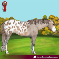 Horse Color:Brown Dun Sabino Appaloosa 
