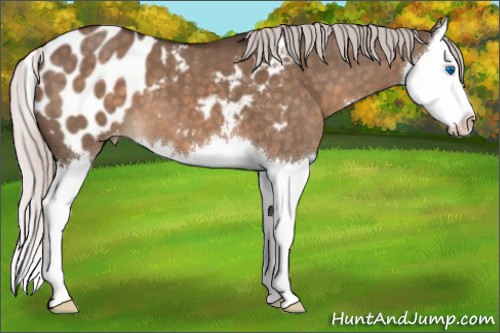 Horse Color:Silver Brown Dun Sabino Splash Blanket