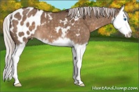 Horse Color:Silver Brown Dun Sabino Splash Appaloosa 