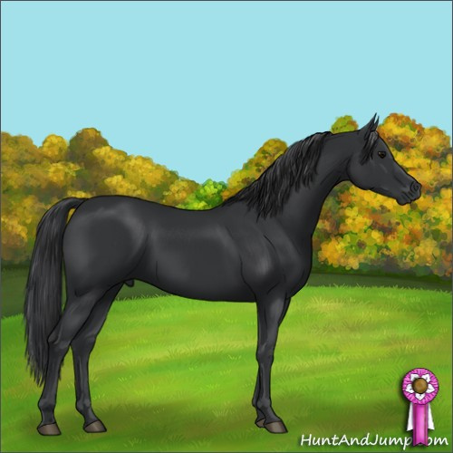 Horse Color:Black 
