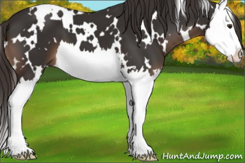 Horse Color:White Spotted Liver Chestnut Sabino Splash 