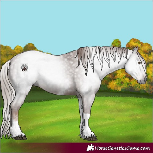 Horse Color:Gray White Spotted Chestnut Tobiano 
