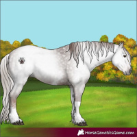 Horse Color:Gray White Spotted Chestnut Tobiano 