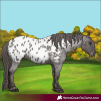 Horse Color:Liver Red Roan Appaloosa 