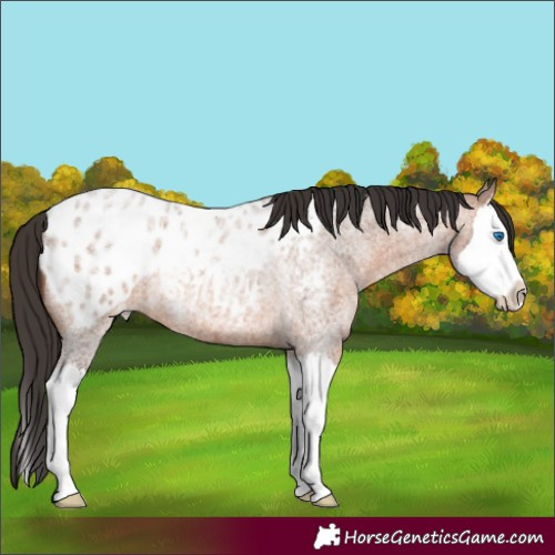 Horse Color:Bay Roan Splash Appaloosa 