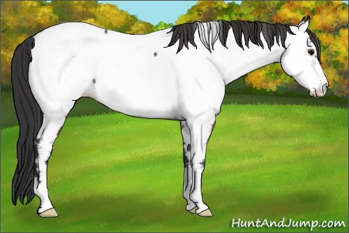 Horse Color:Bay Frame Appaloosa 