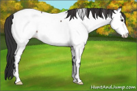 Horse Color:Bay Frame Appaloosa 