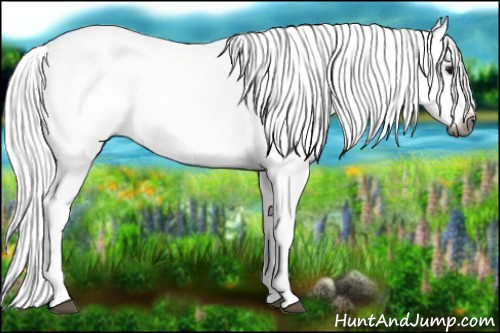Horse Color:Gray Bay Dun Splash 