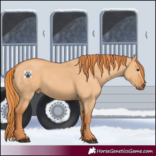 Horse Color:Red Dun