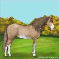Horse Color:Black Pearl Sabino