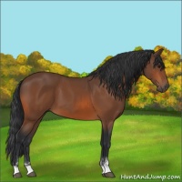 Horse Color:Bay Sabino 