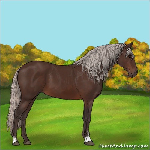 Horse Color:Silver Brown Sabino 