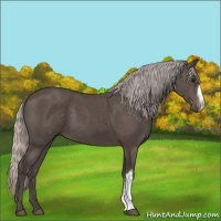 Horse Color:Silver Black 