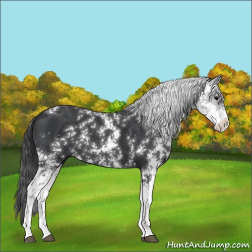 Horse Color:Black Sabino