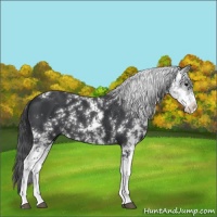 Horse Color:Black Sabino 