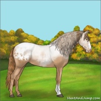 Horse Color:Chestnut Pearl Appaloosa 