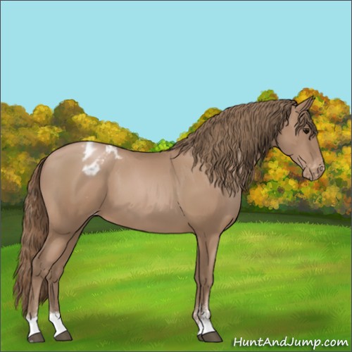 Horse Color:Black Pearl Sabino Appaloosa 
