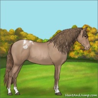 Horse Color:Black Pearl Sabino Appaloosa 