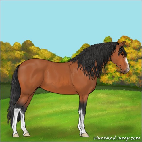 Horse Color:Bay 