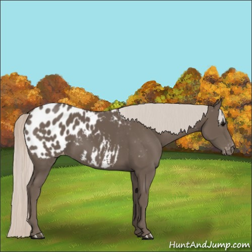 Horse Color:Silver Black Blanket
