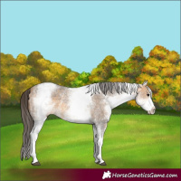 Horse Color:White Spotted Buckskin Sabino