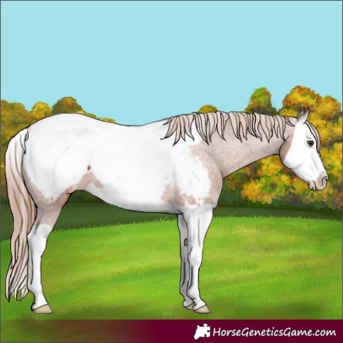 Horse Color:Chestnut Splash Near Fewspot