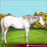Horse Color:Chestnut Splash Near Fewspot 