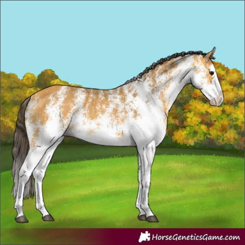 Horse Color:White Spotted Buckskin Splash 
