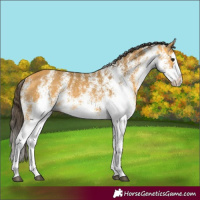 Horse Color:White Spotted Buckskin Splash 
