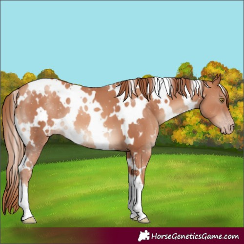 Horse Color:White Spotted Gold Champagne 
