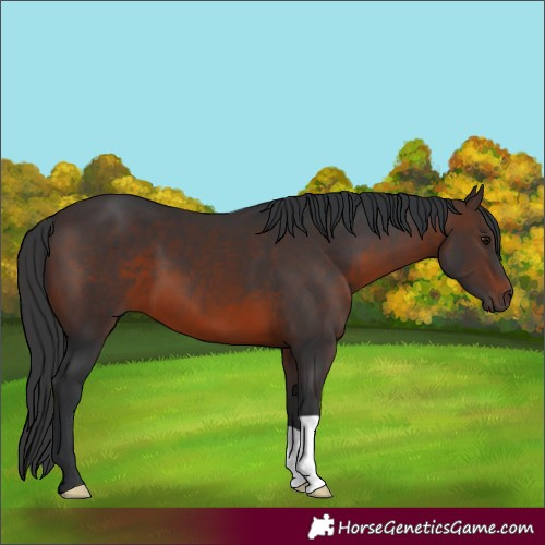 Horse Color:Brown 