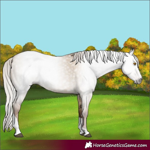 Horse Color:Gray Silver Grullo Pearl Tobiano