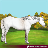 Horse Color:Gray Silver Grullo Pearl Tobiano