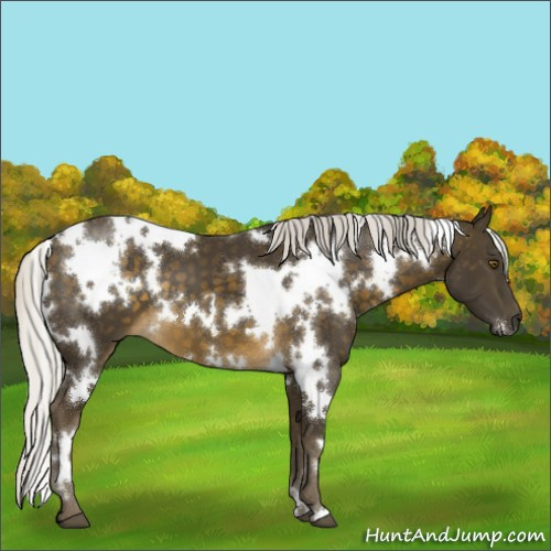 Horse Color:White Spotted Silver Buckskin