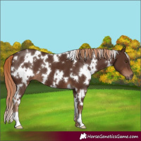 Horse Color:White Spotted Liver Chestnut 