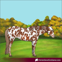 Horse Color:Chestnut Appaloosa 
