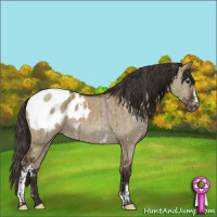 Horse Color:White Spotted Liver Red Dun Sabino Appaloosa Brindle
