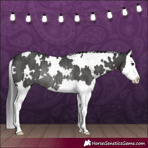 Horse Color:White Spotted Black Splash Rabicano