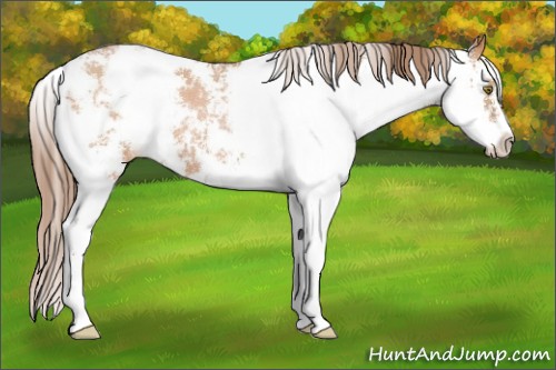 Horse Color:Brown Pearl Sabino