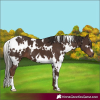 Horse Color:White Spotted Liver Chestnut 