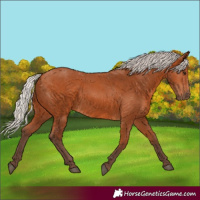 Horse Color:Silver Bay 